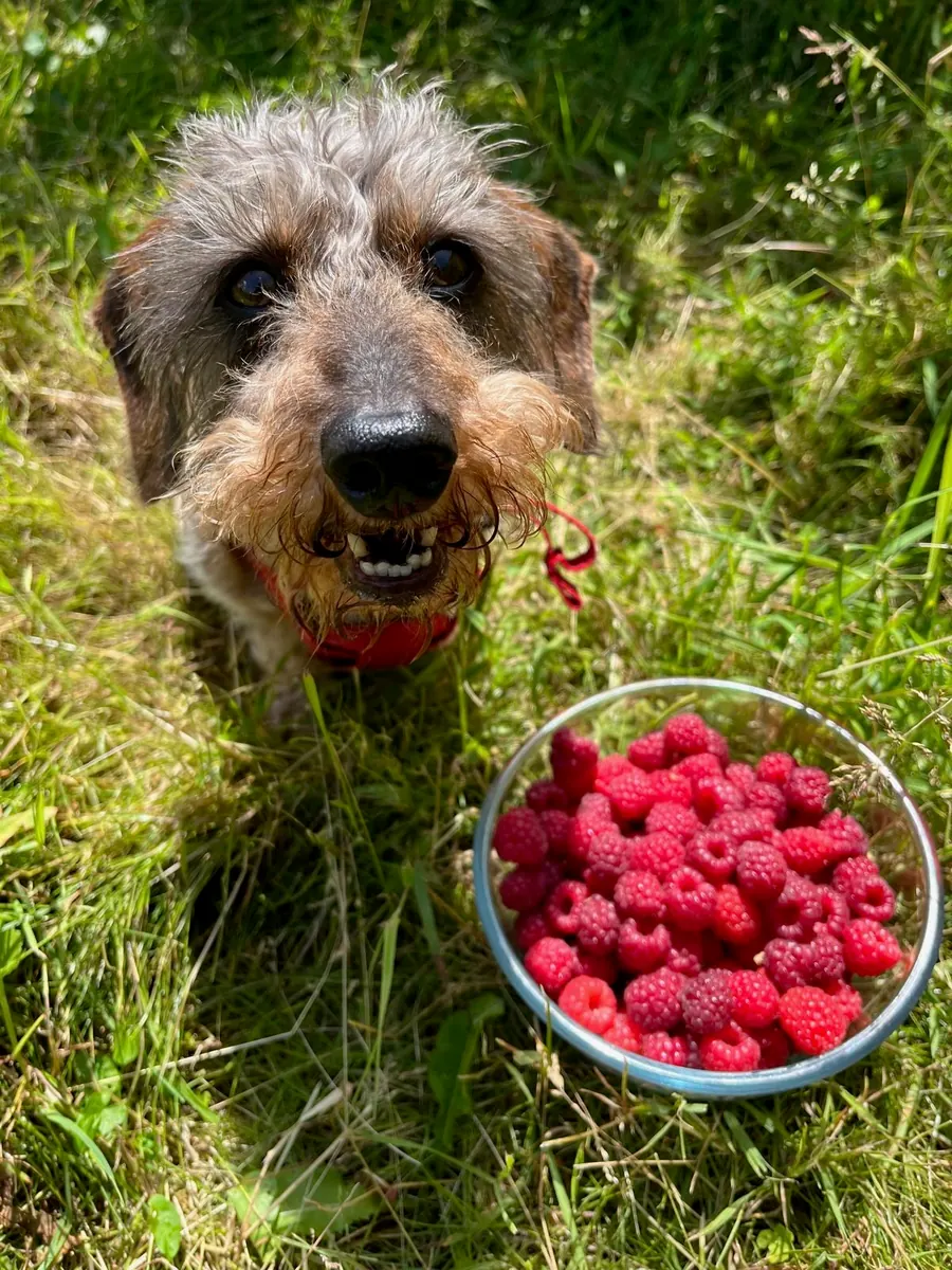 A dog beside a bowl of freshly picked raspberries.