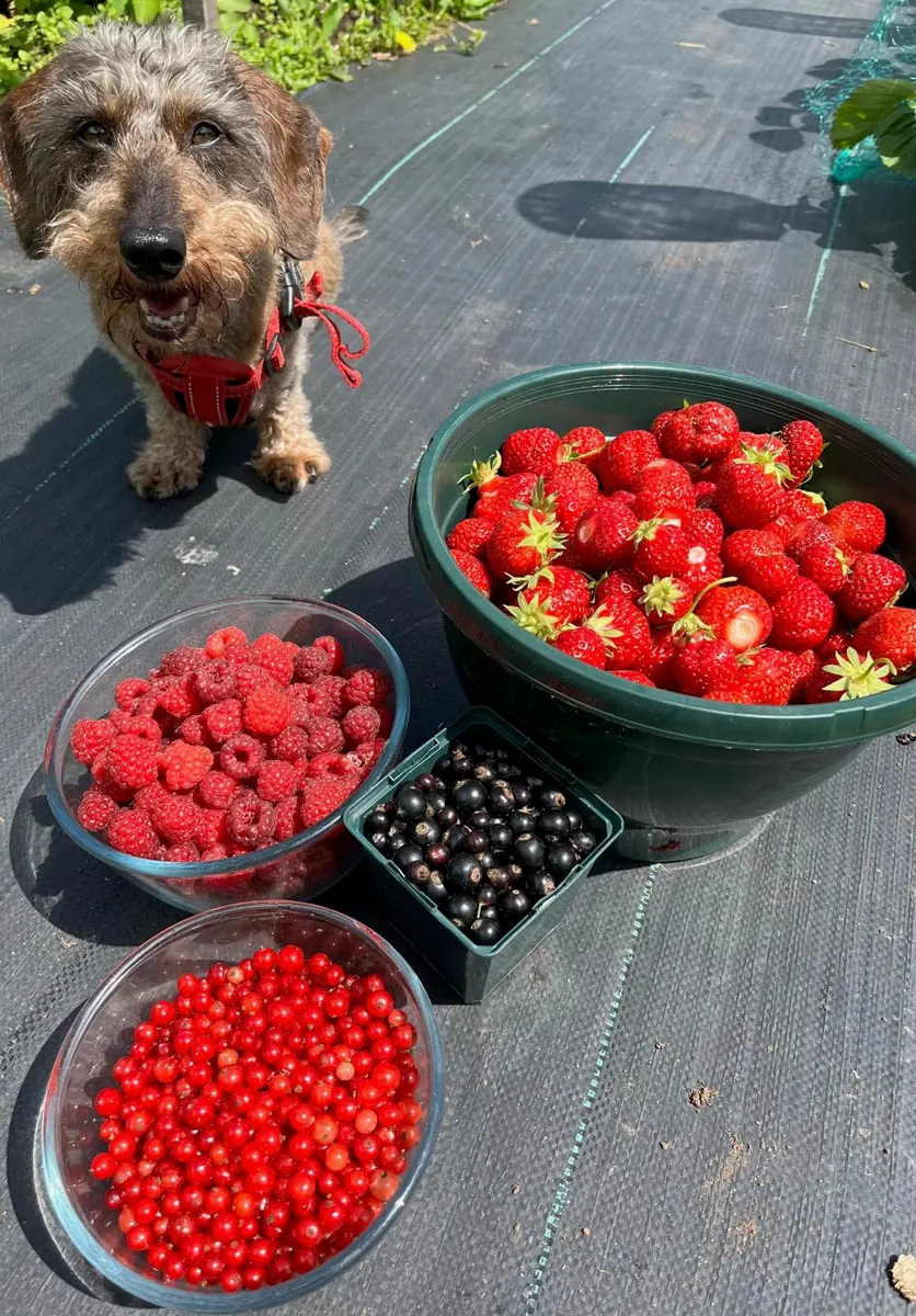 A dog beside bowls of strawberries, raspberries and currants.
