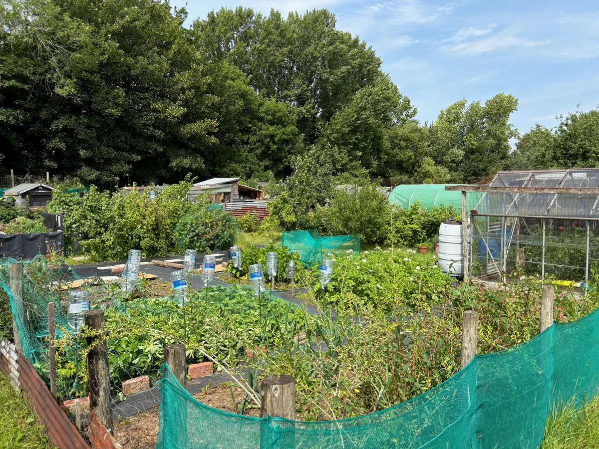 A wide view across the allotment in full summer growth.