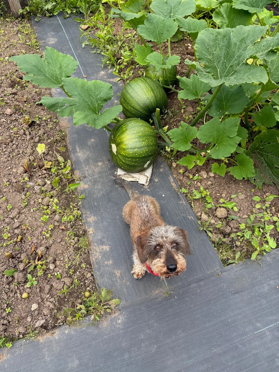 A dog on the allotment path beside growing pumpkins.