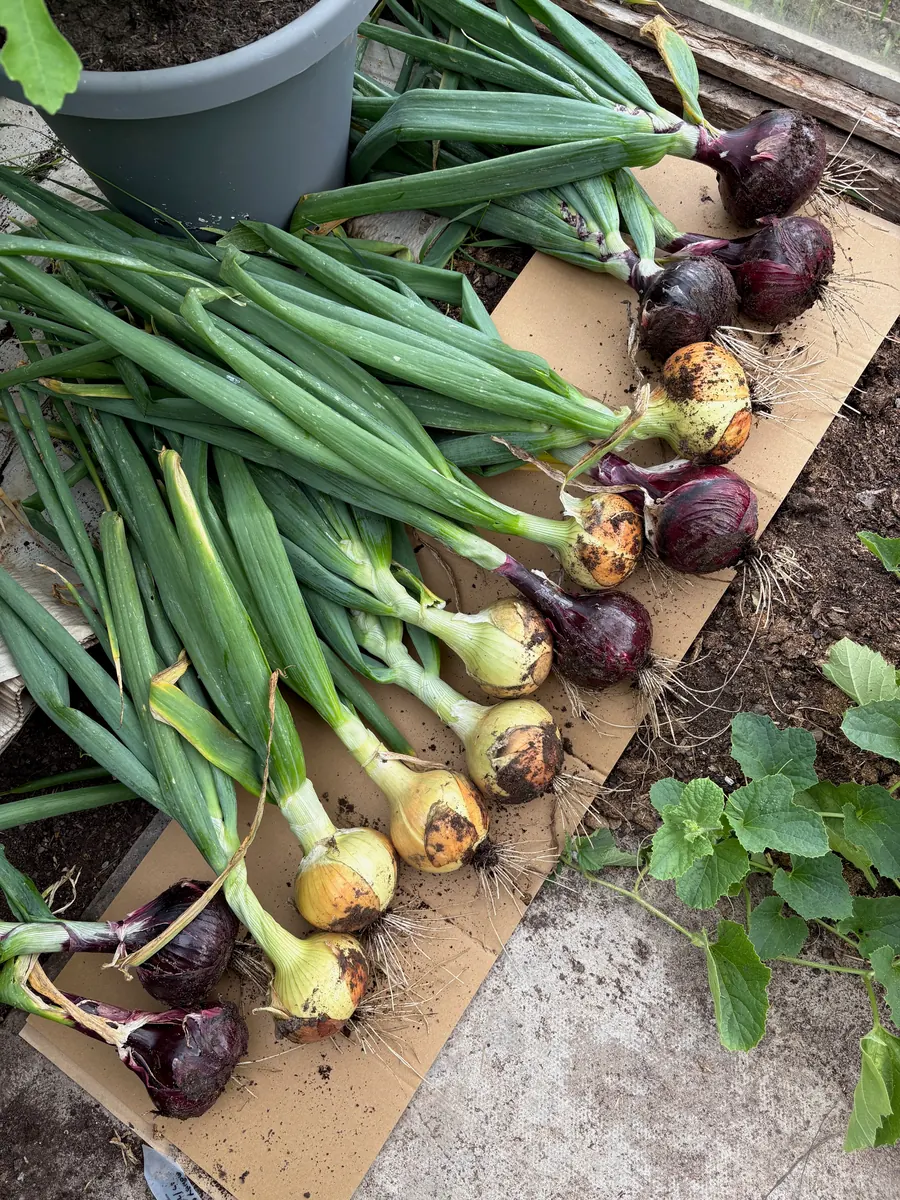 Rows of freshly harvested red and pale onions drying on a board.
