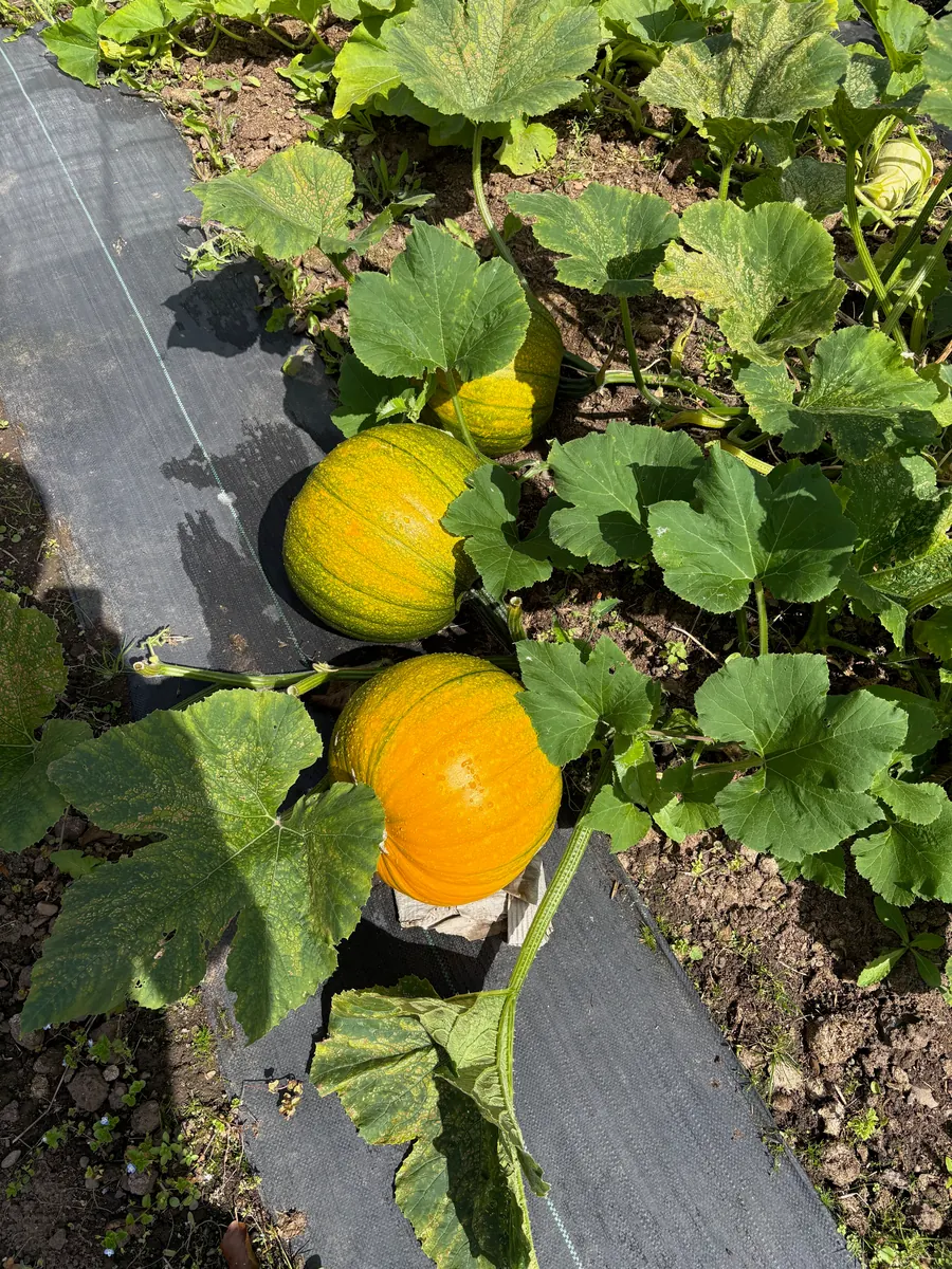Ripening pumpkins among green leaves.