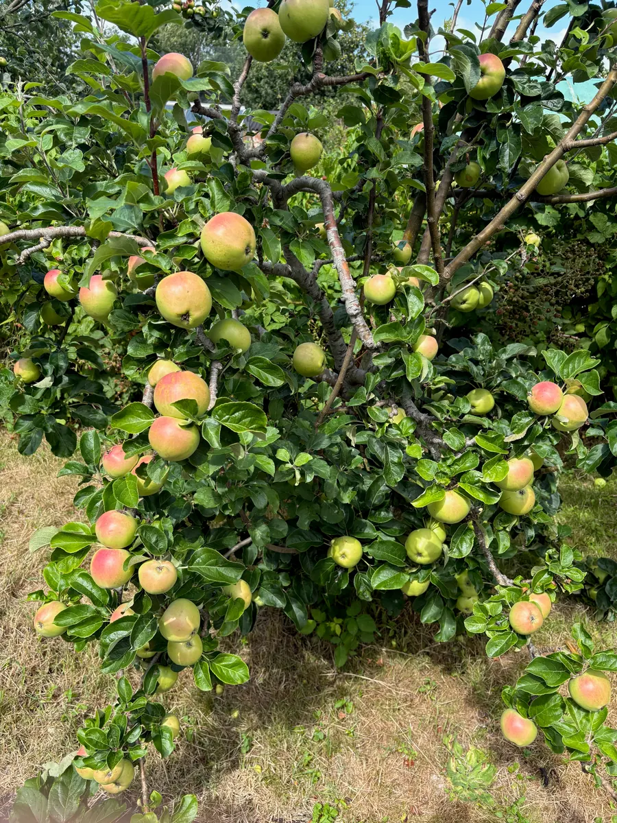 Apples growing on a tree in the allotment.