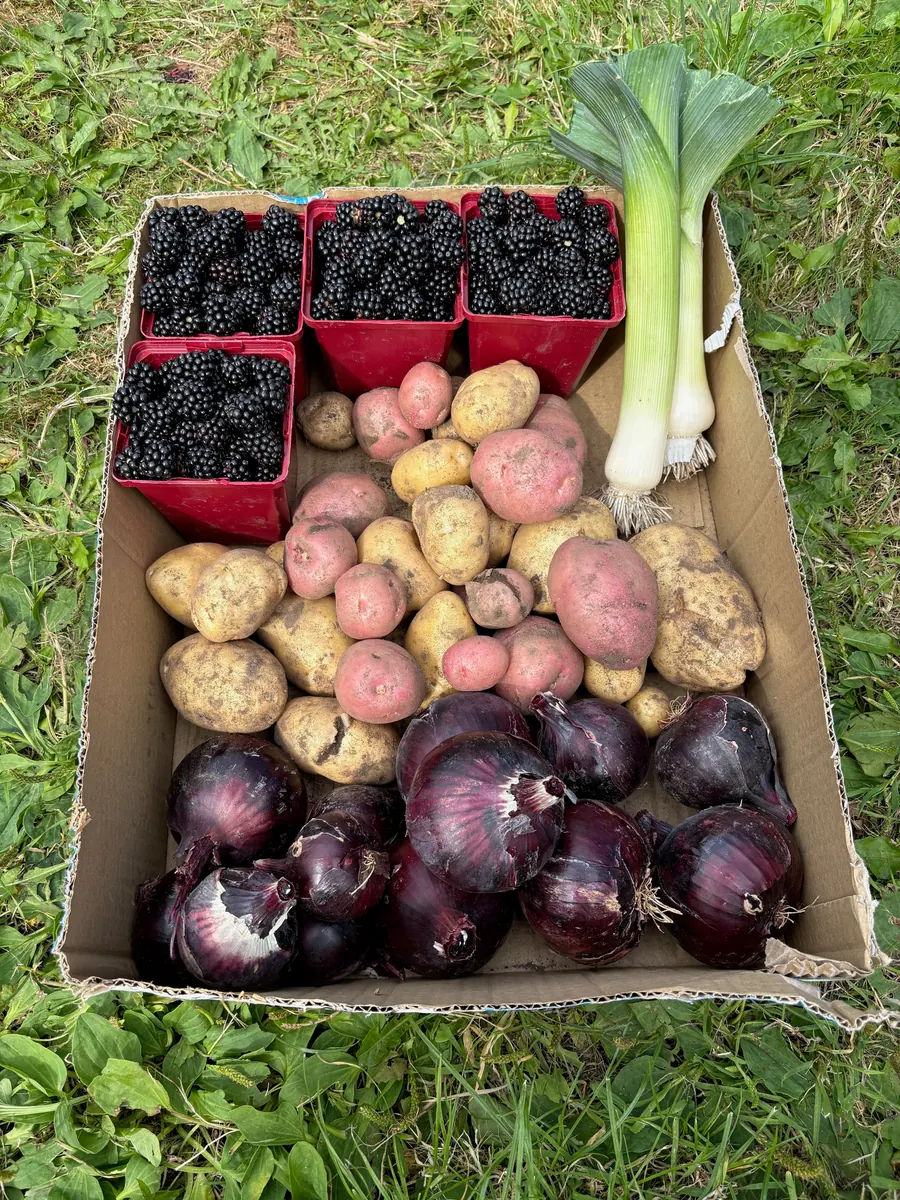A box of potatoes, onions, leeks and berries.
