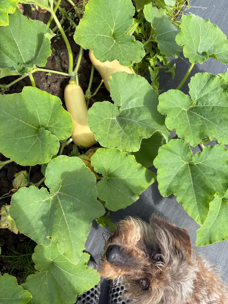A dog beside trailing squash plants.