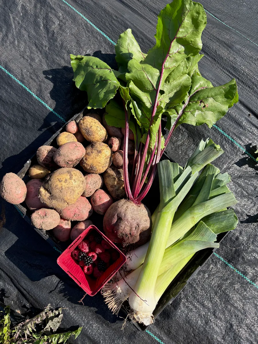 Beetroot, potatoes, leeks and a few raspberries laid out after picking.