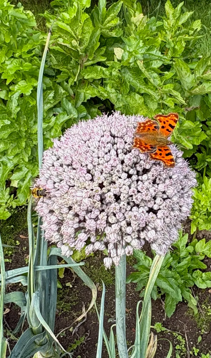 An orange butterfly resting on a round pale flower head.
