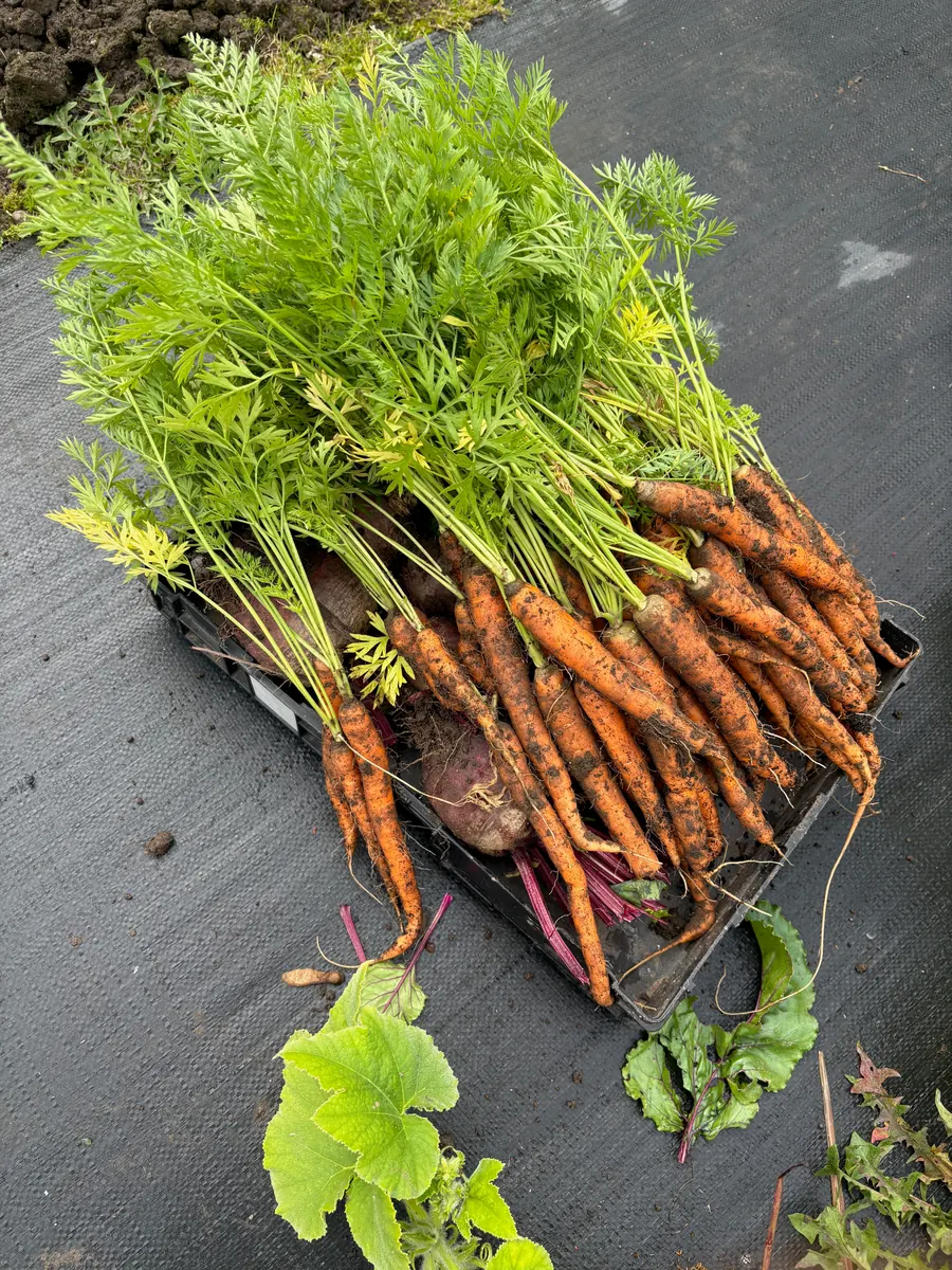 Freshly harvested carrots with their leafy tops.
