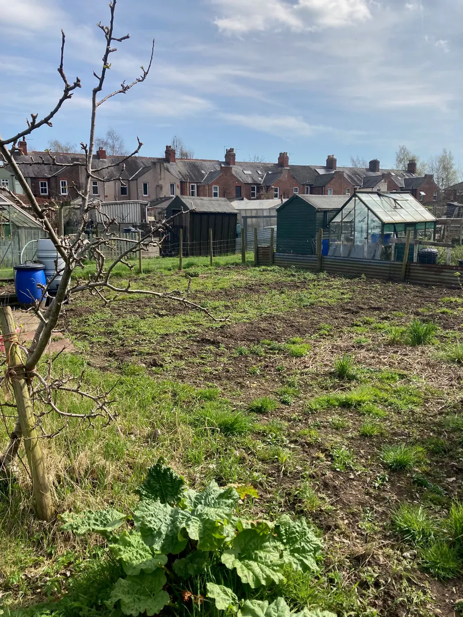 The plot before cultivation, with neighbouring sheds and houses beyond.
