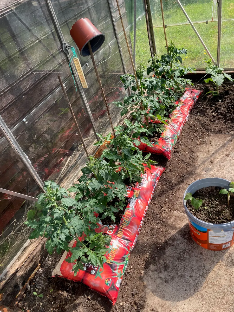 Young plants in grow bags inside the greenhouse.