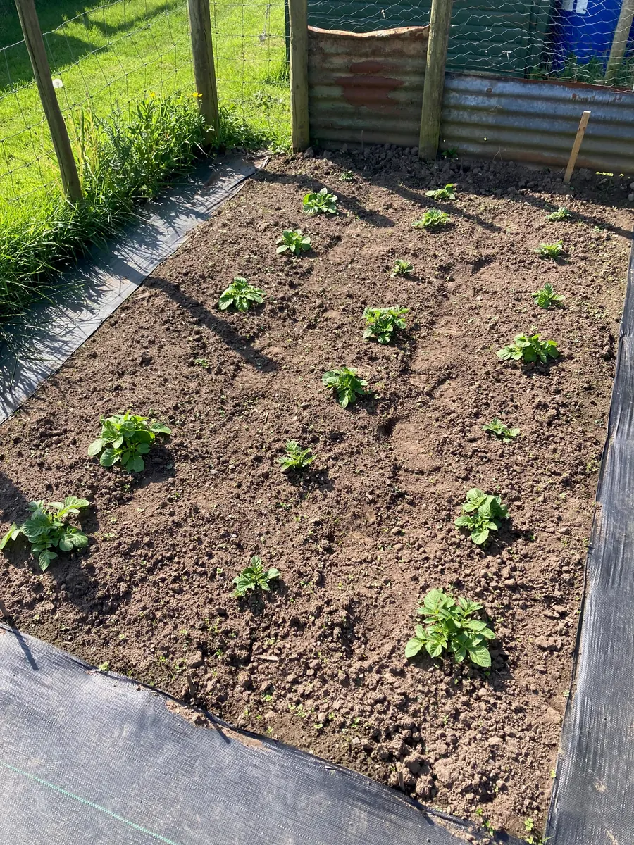 Rows of young plants emerging from the soil.