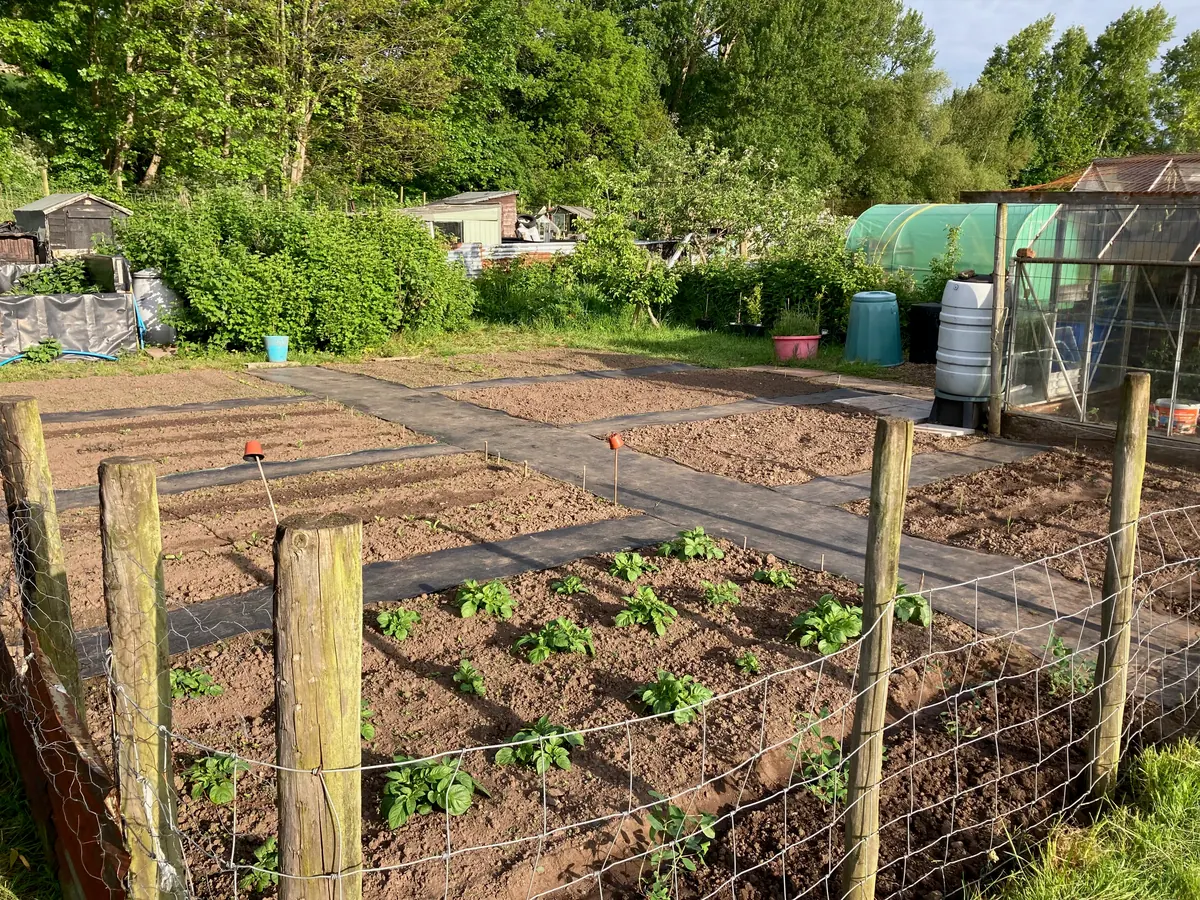 The prepared beds and greenhouse in late spring.