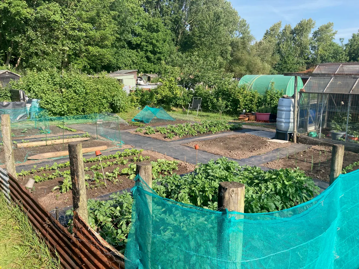 Green netting around beds filling with summer growth.