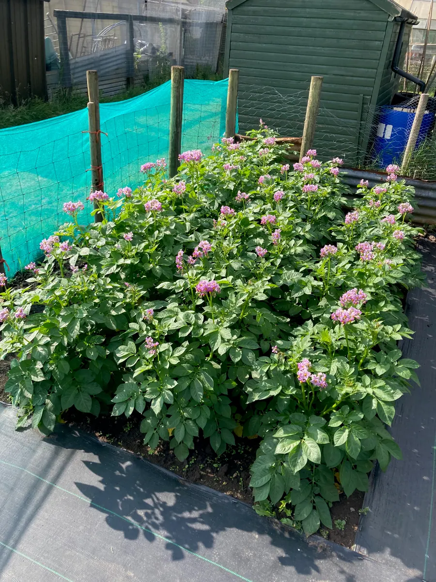 Flowering potato plants beside the shed.