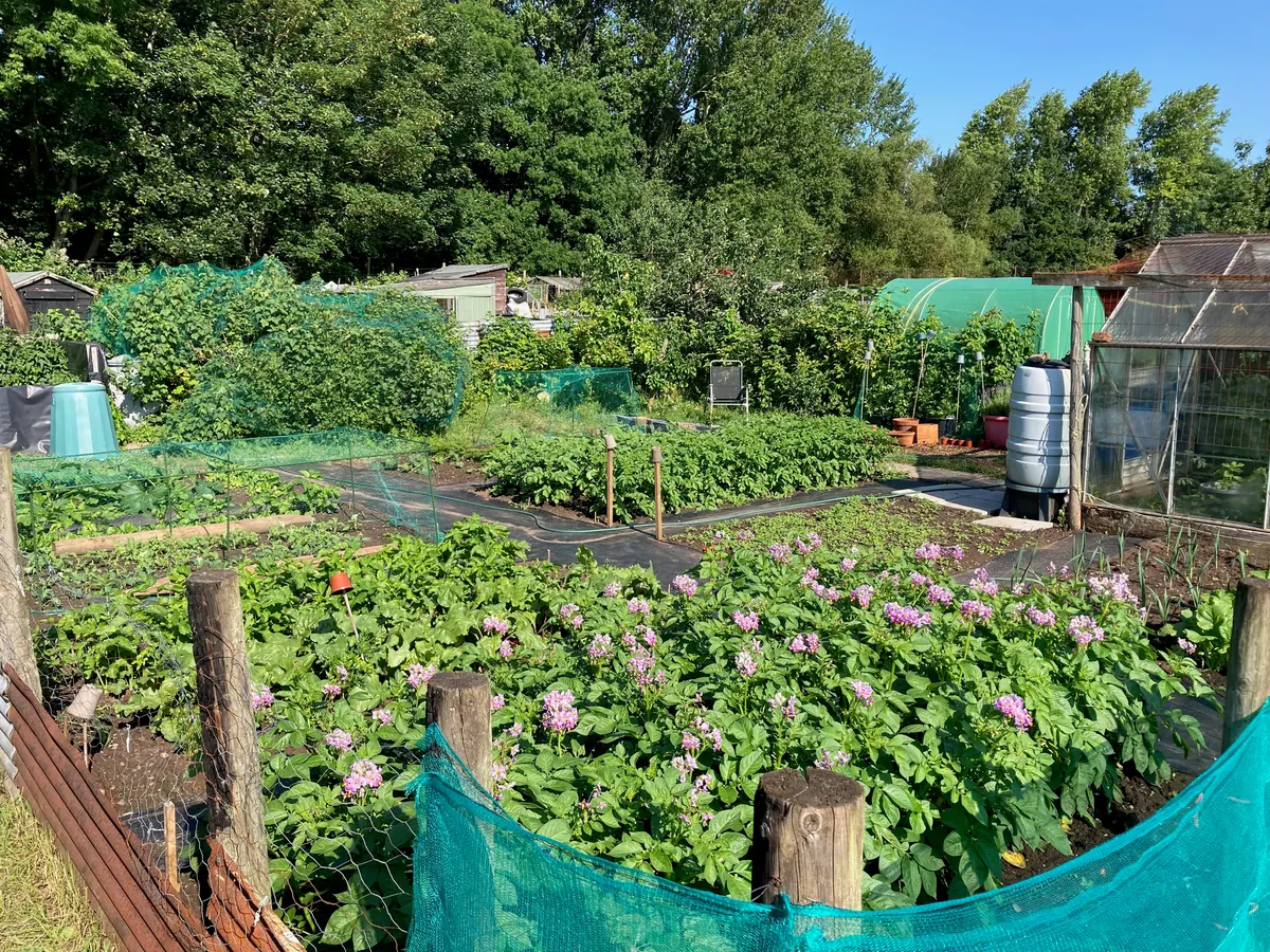 Green allotment beds in early summer.