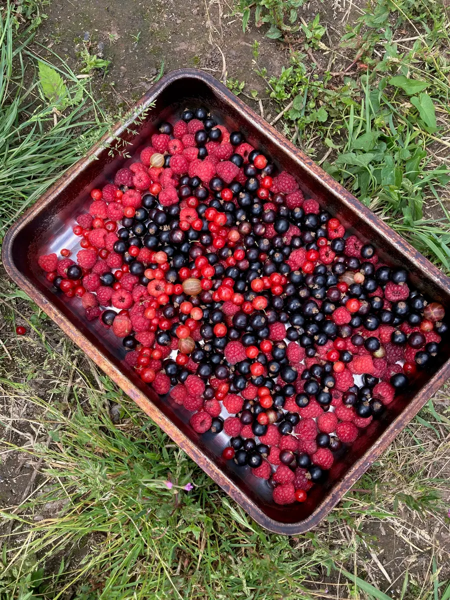 A tray filled with freshly picked red and dark berries.