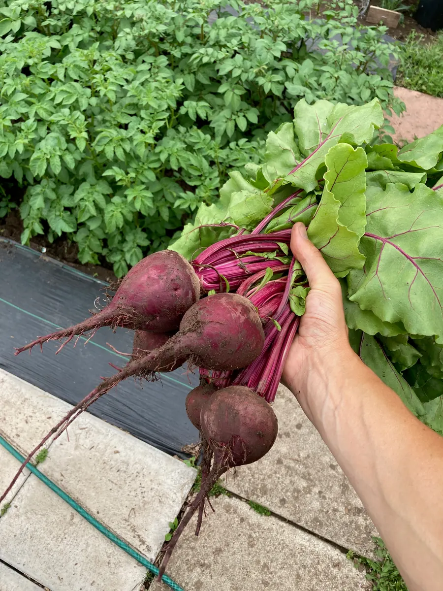 A handful of beetroot pulled from the allotment.