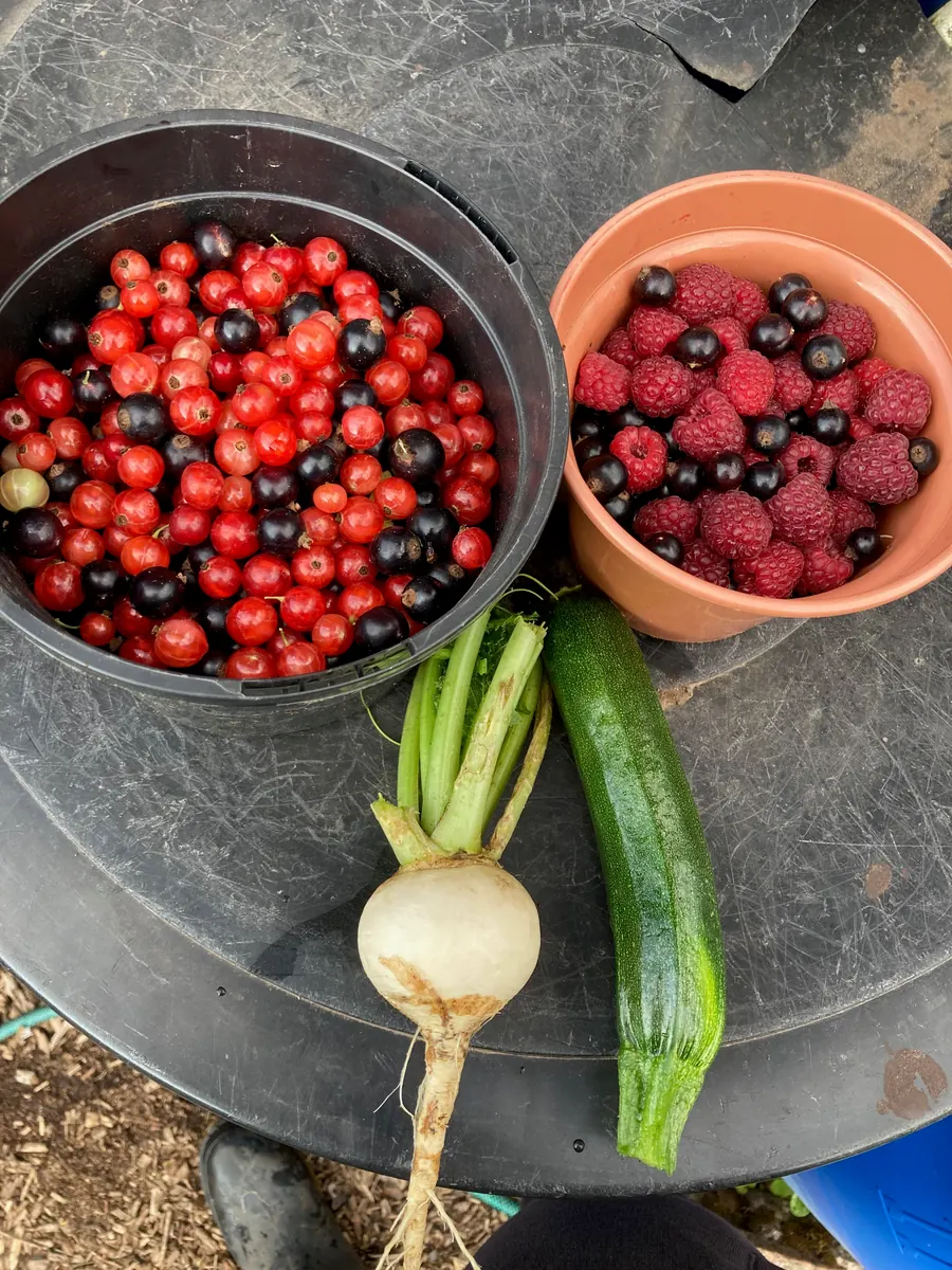 Bowls of berries beside a courgette and a freshly pulled root vegetable.