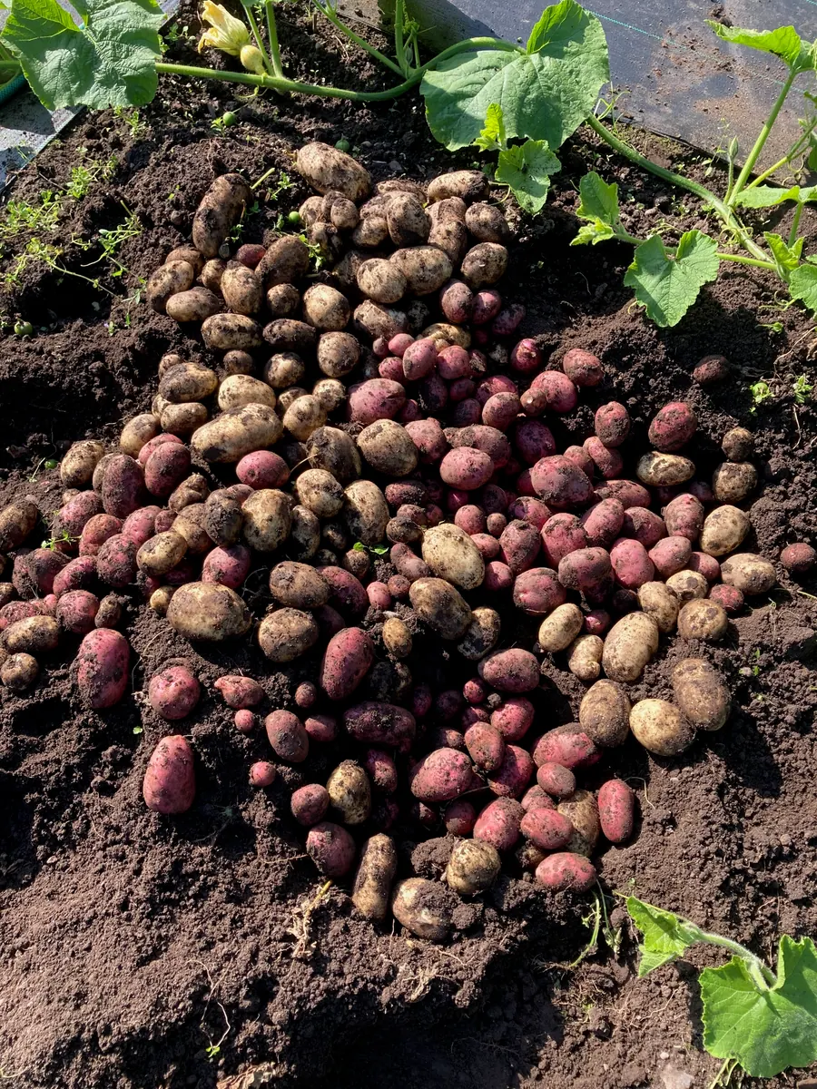 Freshly dug red and pale potatoes spread over the soil.