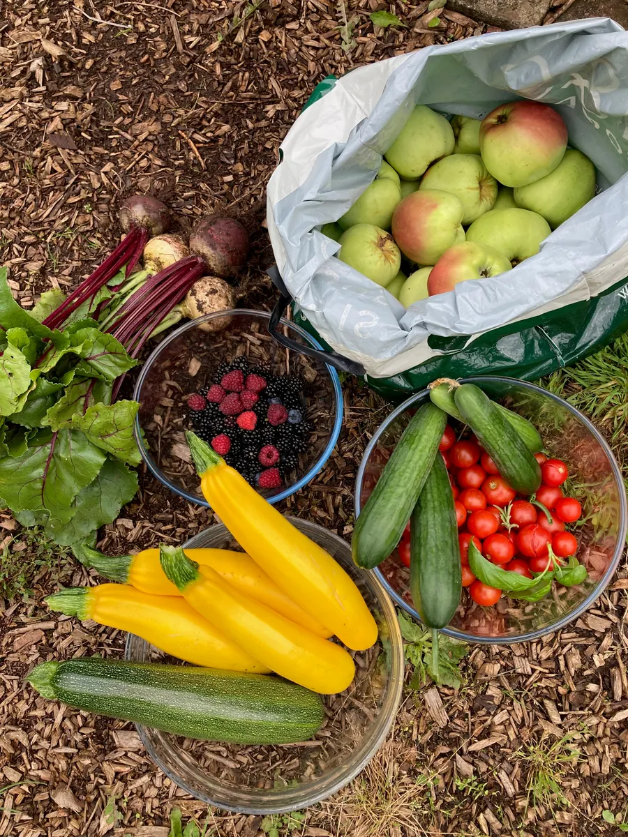 Apples, berries, beetroot and courgettes gathered in bags and baskets.