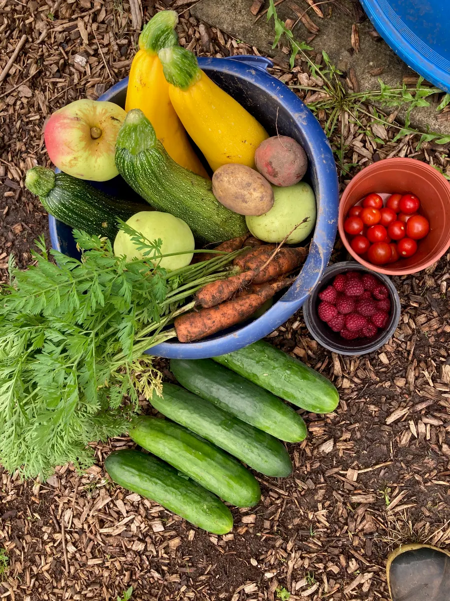 A colourful harvest of courgettes, potatoes, carrots, tomatoes and berries.