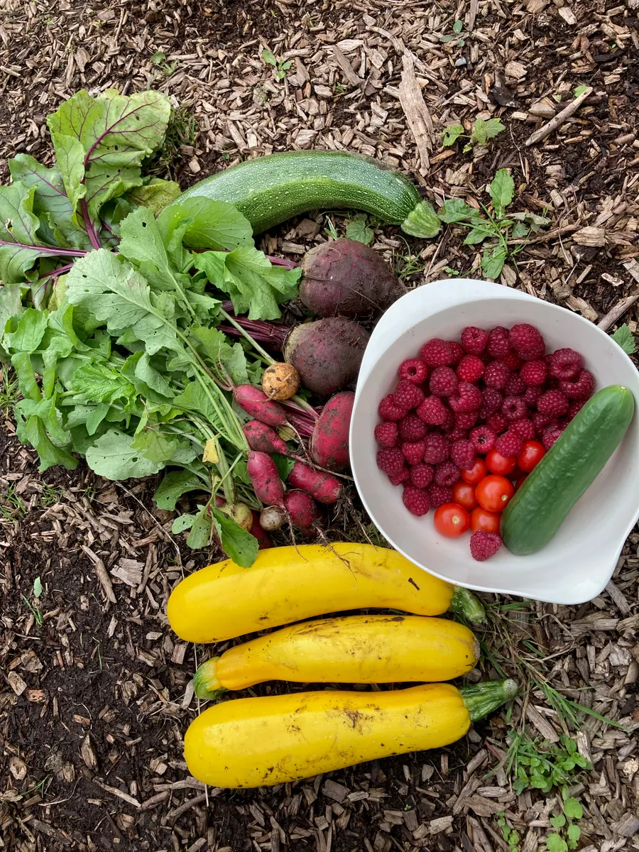 Beetroot, courgettes and berries gathered beside the bed.