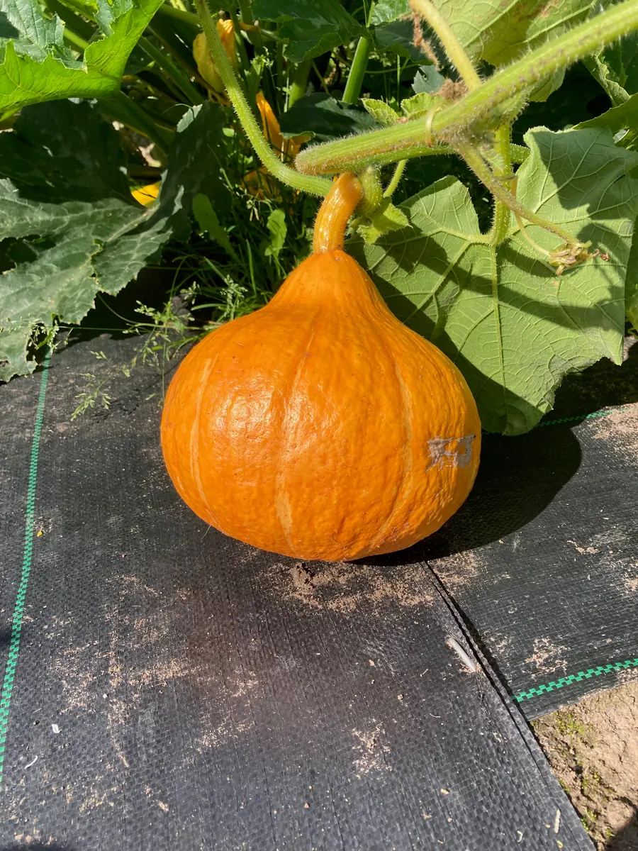 An orange pumpkin ripening among its leaves.