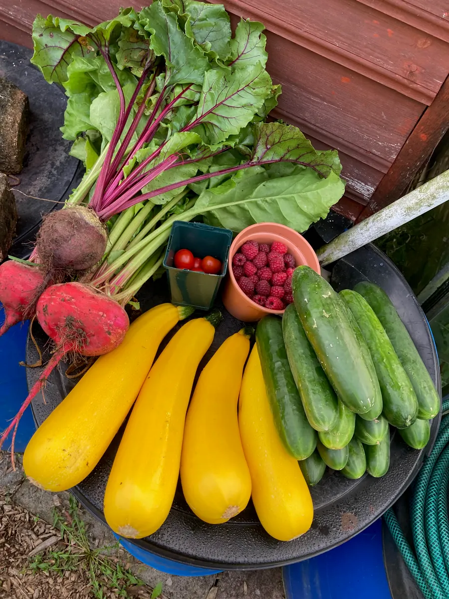 Beetroot, yellow courgettes, cucumbers and berries arranged in a tray.