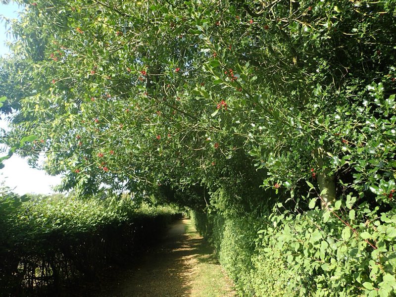 The Sandwalk at Down House: a gravel path curving through woodland
